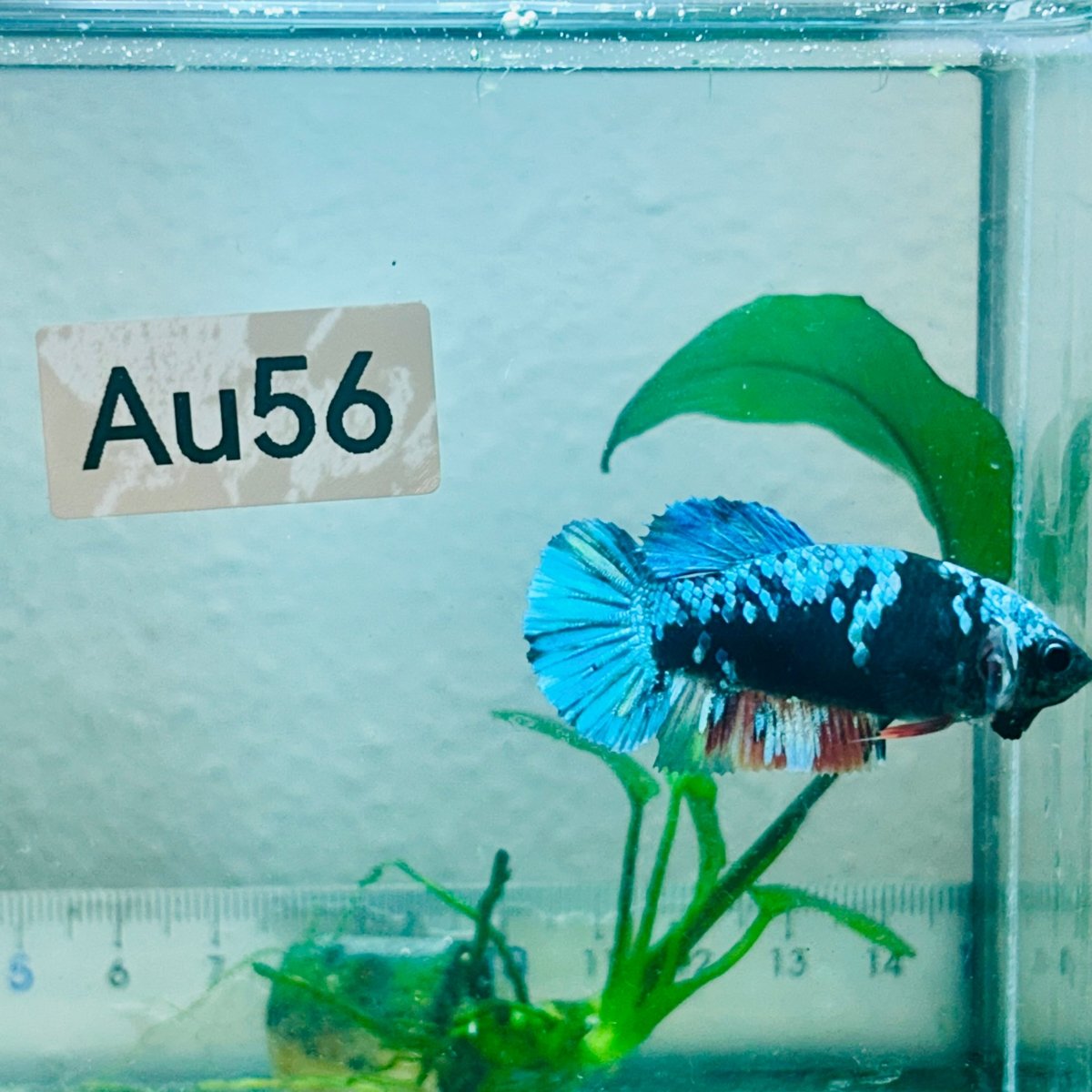Avatar Nebula Plakat - Female Betta #Au56
