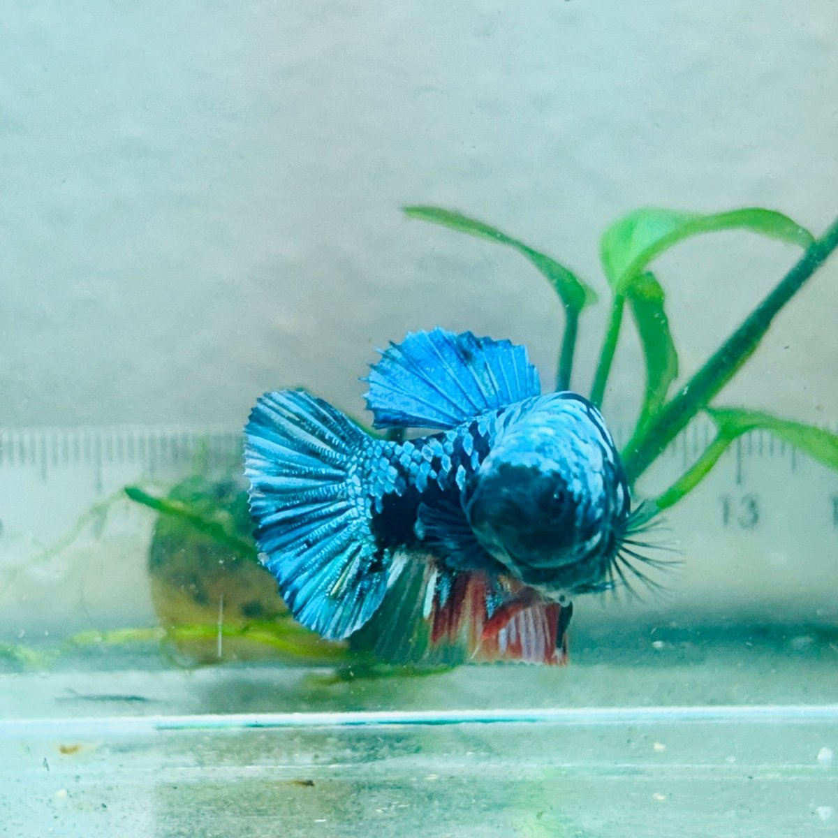 Avatar Nebula Plakat - Female Betta #Au56