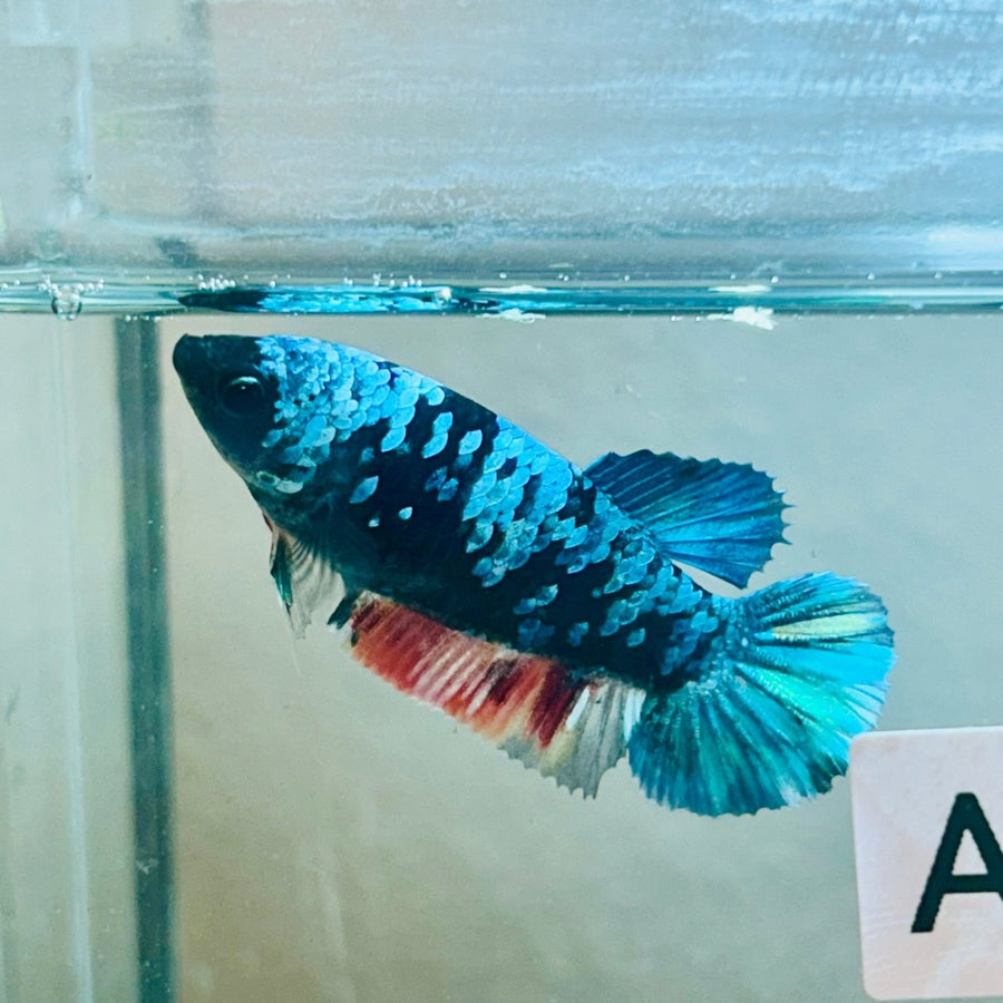 Avatar Nebula Plakat - Female Betta Au56 Female betta