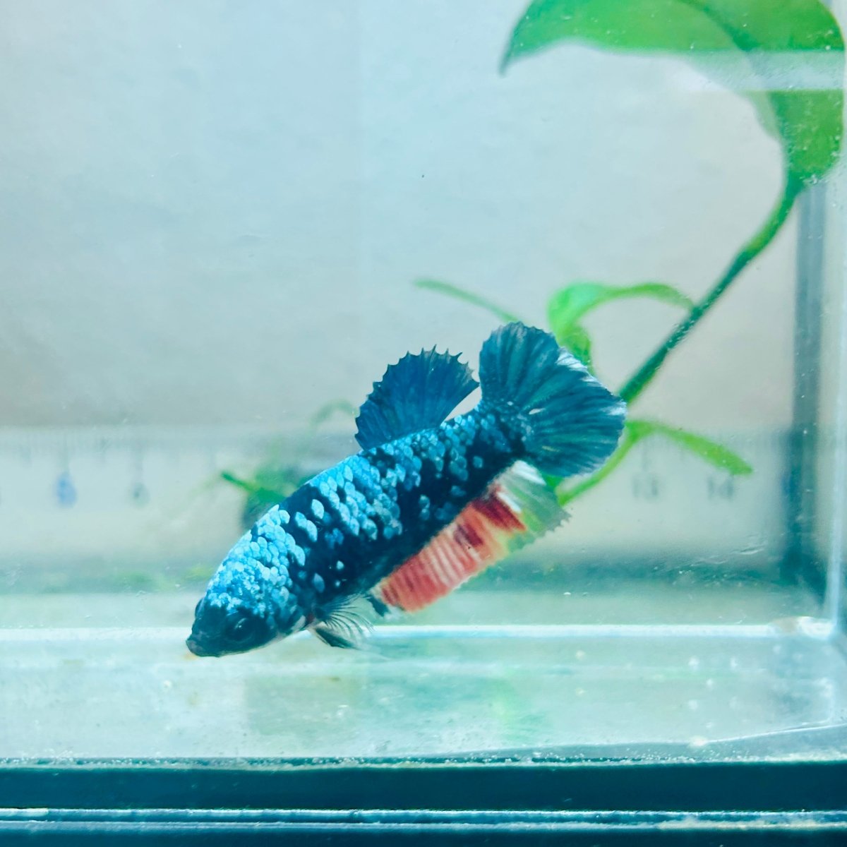 Avatar Nebula Plakat - Female Betta #Au56