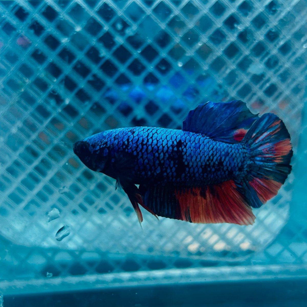 Avatar Nemo Plakat - Male Betta 135 Male betta