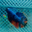Avatar Nemo Plakat - Male Betta 135 Male betta