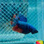 Avatar Nemo Plakat - Male Betta 135 Male betta