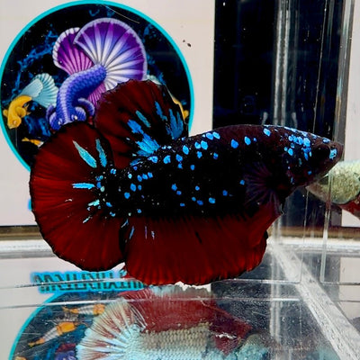 [Avatar] Stardust A28 Plakat - Male Betta