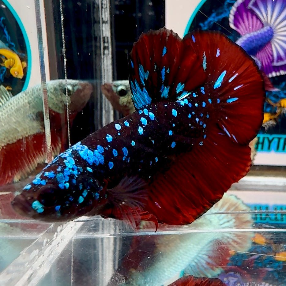 [Avatar] Stardust A28 Plakat - Male Betta