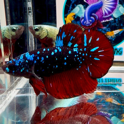 [Avatar] Stardust A28 Plakat - Male Betta