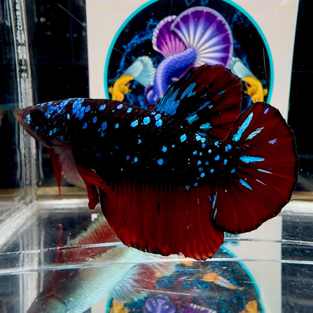 [Avatar] Stardust A28 Plakat - Male Betta