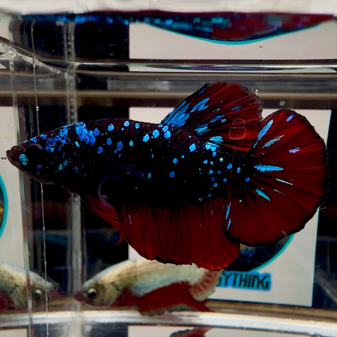 [Avatar] Stardust A28 Plakat - Male Betta