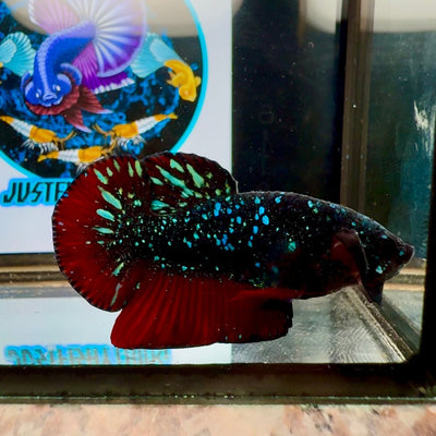 Avatar Stardust Super rare J04 Plakat - Male Betta