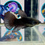 Avatar Superblack J09 Halfmoon - Female Betta