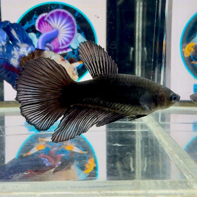 Avatar Superblack J09 Halfmoon - Female Betta