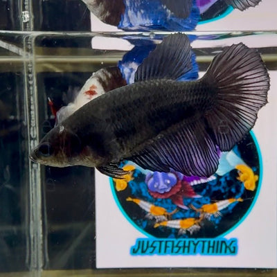 Avatar Superblack J09 Halfmoon - Female Betta