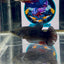 Avatar Superblack J12 Plakat - Female Betta