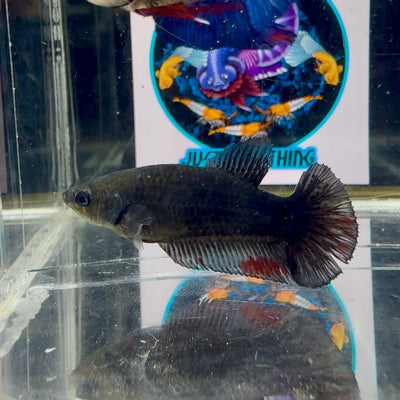 Avatar Superblack J12 Plakat - Female Betta