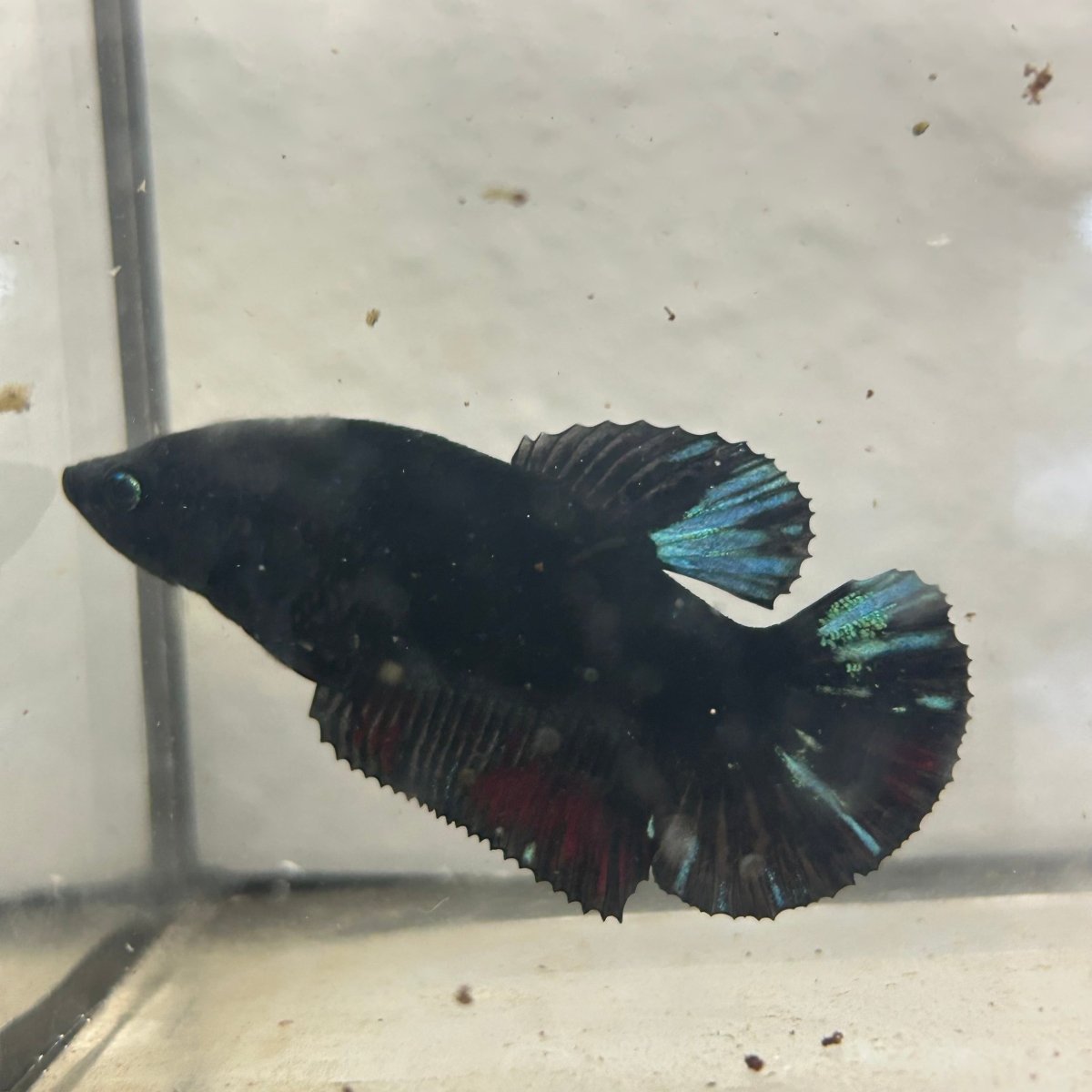 Avatar Superblack J12 Plakat - Female Betta