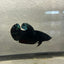 Avatar Superblack J12 Plakat - Female Betta