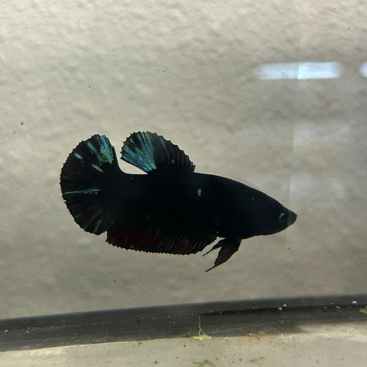 Avatar Superblack J12 Plakat - Female Betta