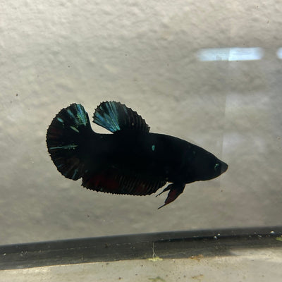 Avatar Superblack J12 Plakat - Female Betta