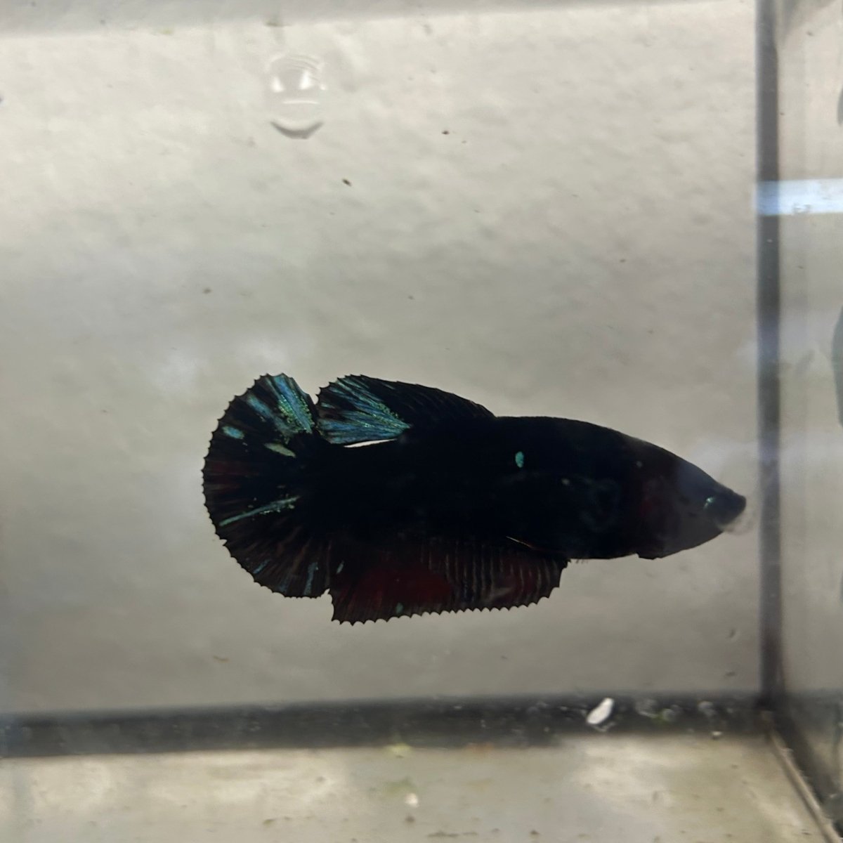 Avatar Superblack J12 Plakat - Female Betta