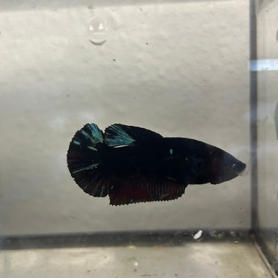 Avatar Superblack J12 Plakat - Female Betta