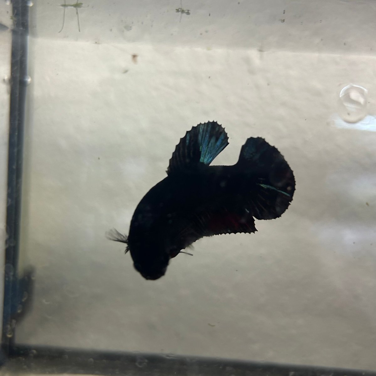 Avatar Superblack J12 Plakat - Female Betta