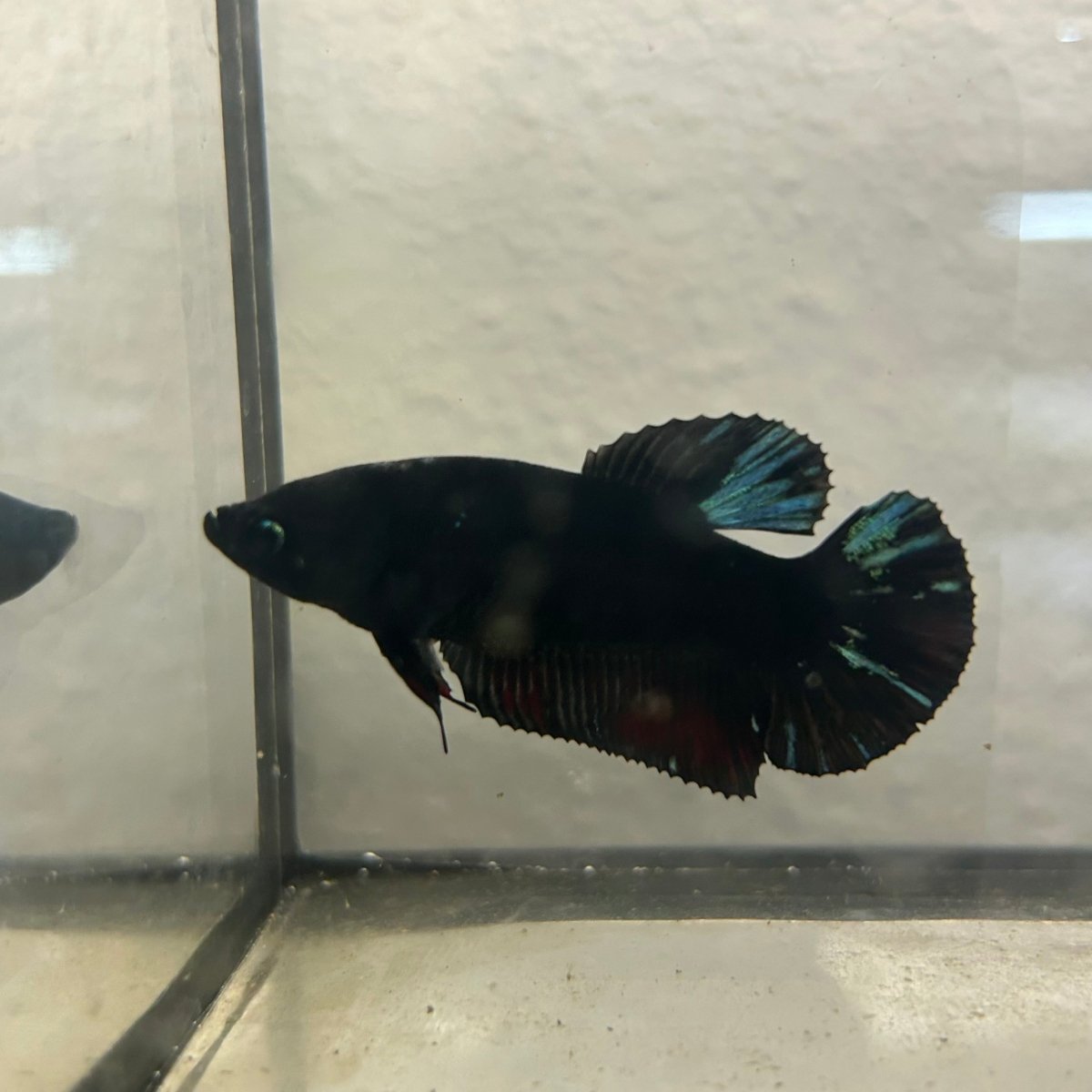 Avatar Superblack J12 Plakat - Female Betta