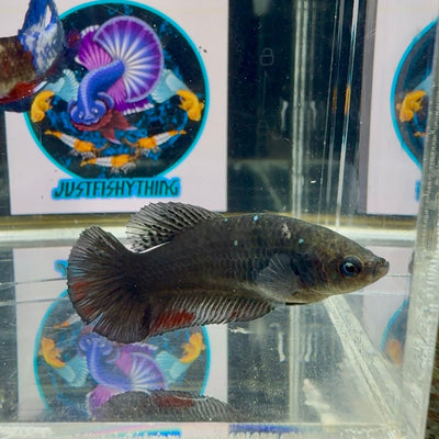 Avatar Superblack J12 Plakat - Female Betta