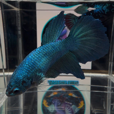 [Avatar] Superblue A25 Halfmoon - Female Betta
