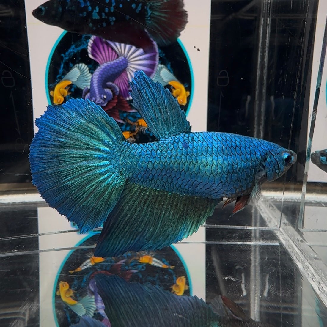 [Avatar] Superblue A25 Halfmoon - Female Betta