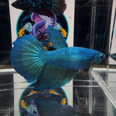 [Avatar] Superblue A25 Halfmoon - Female Betta