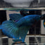 [Avatar] Superblue A25 Halfmoon - Female Betta