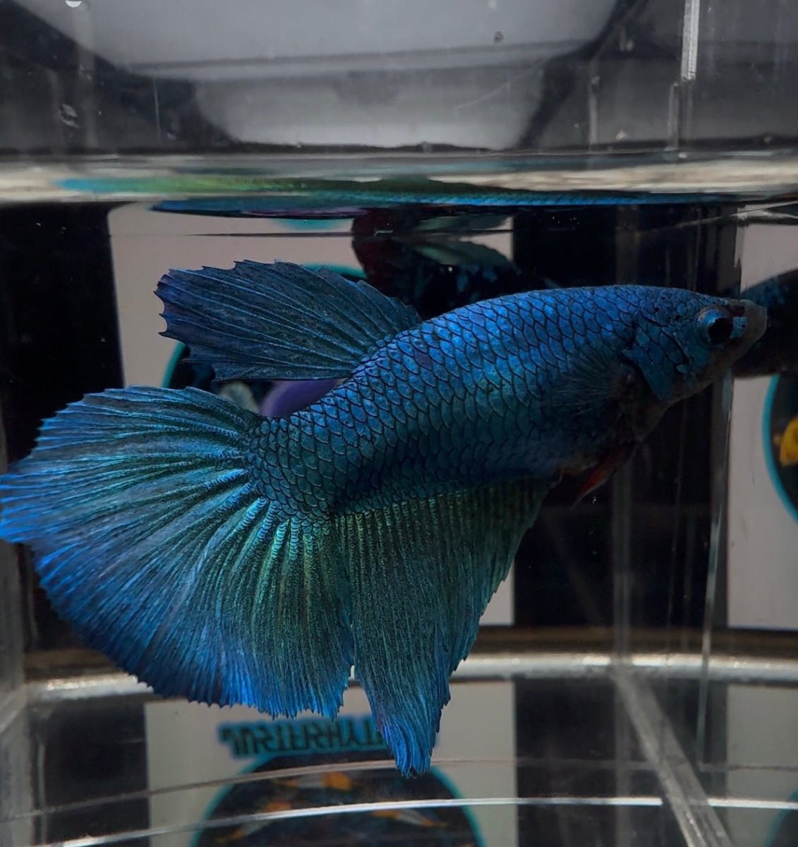 [Avatar] Superblue A25 Halfmoon - Female Betta