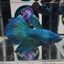 [Avatar] Superblue A25 Halfmoon - Female Betta