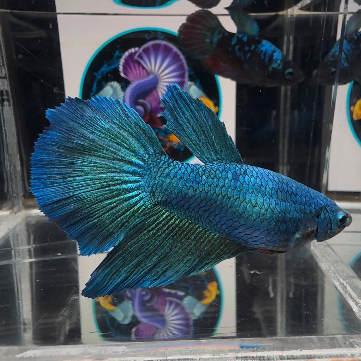 [Avatar] Superblue A25 Halfmoon - Female Betta