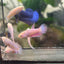 Baby Betta Purple Pink Halfmoon