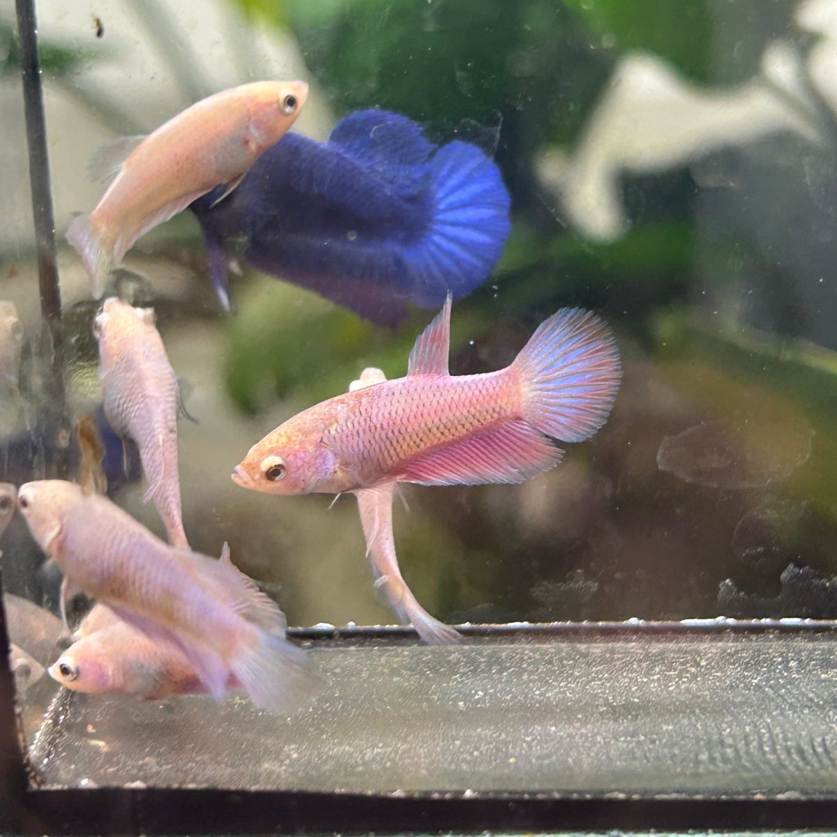 Baby Betta Purple Pink Halfmoon