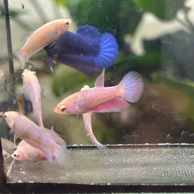 Baby Betta Purple Pink Halfmoon