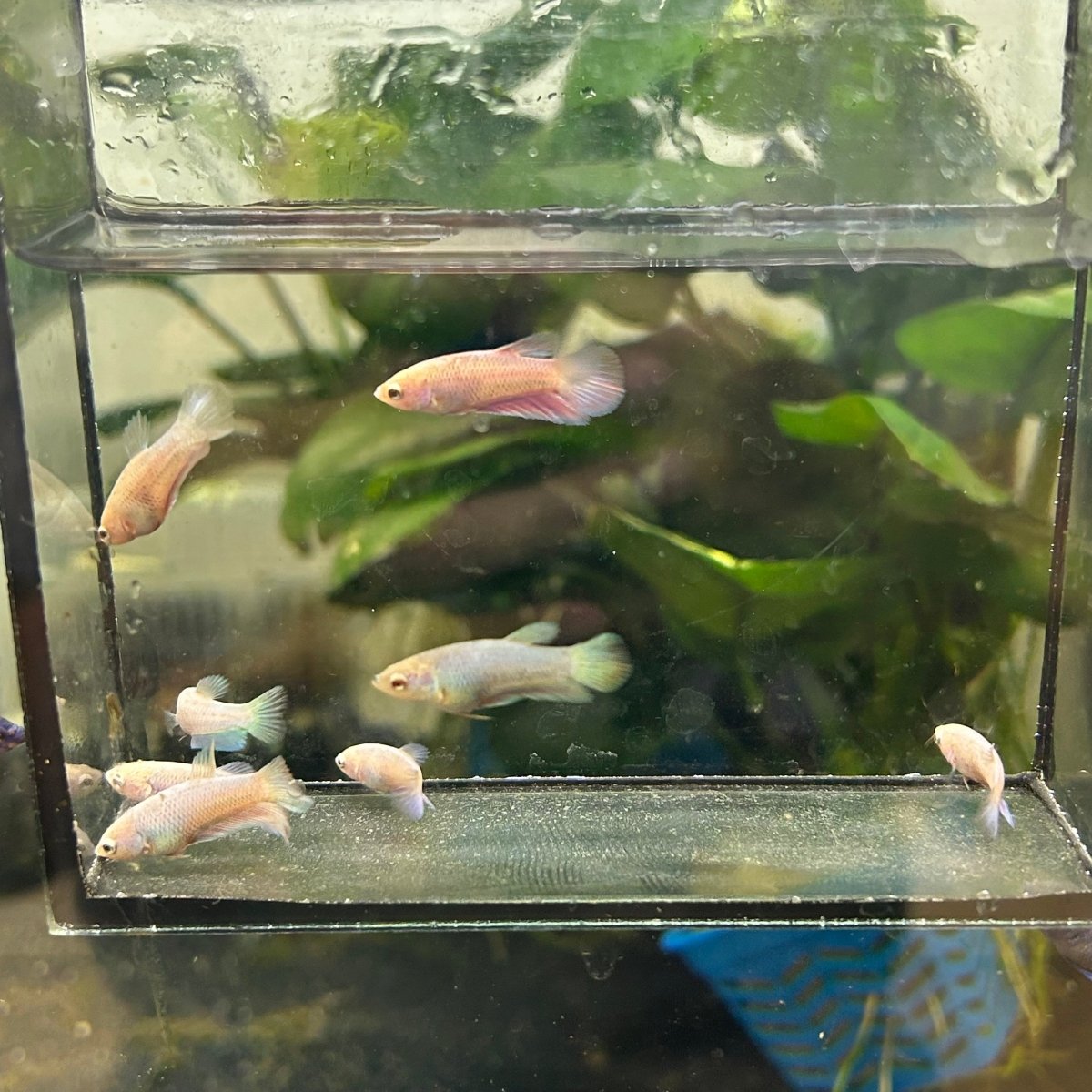 Baby Betta Purple Pink Halfmoon
