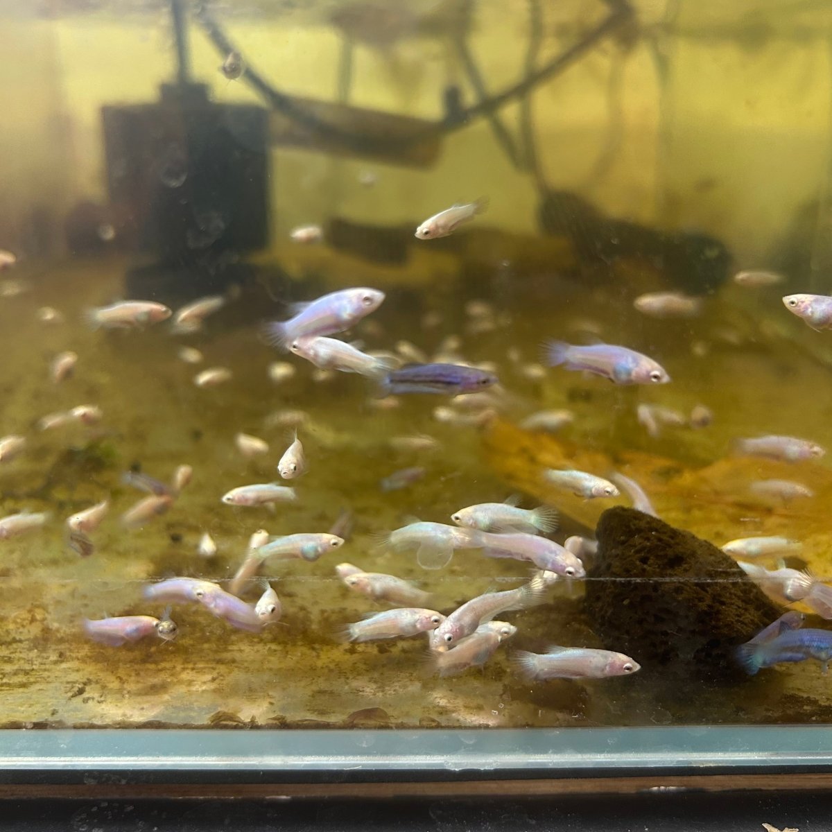 Baby Betta Purple Pink Halfmoon