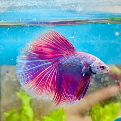 Baby Betta Purple Pink Halfmoon