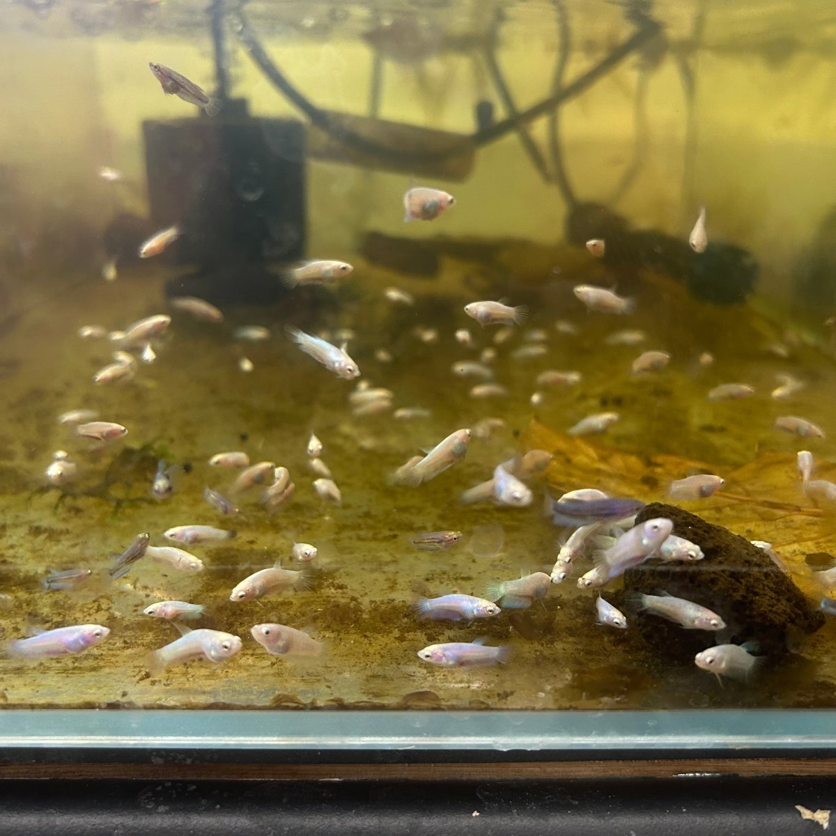 Baby Betta Purple Pink Halfmoon
