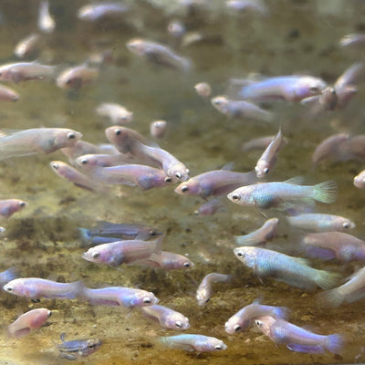 Baby Betta Purple Pink Halfmoon