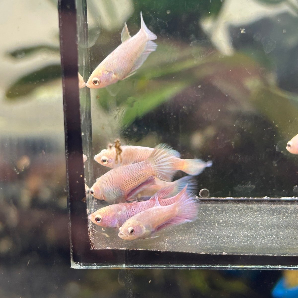 Baby Betta Purple Pink Halfmoon