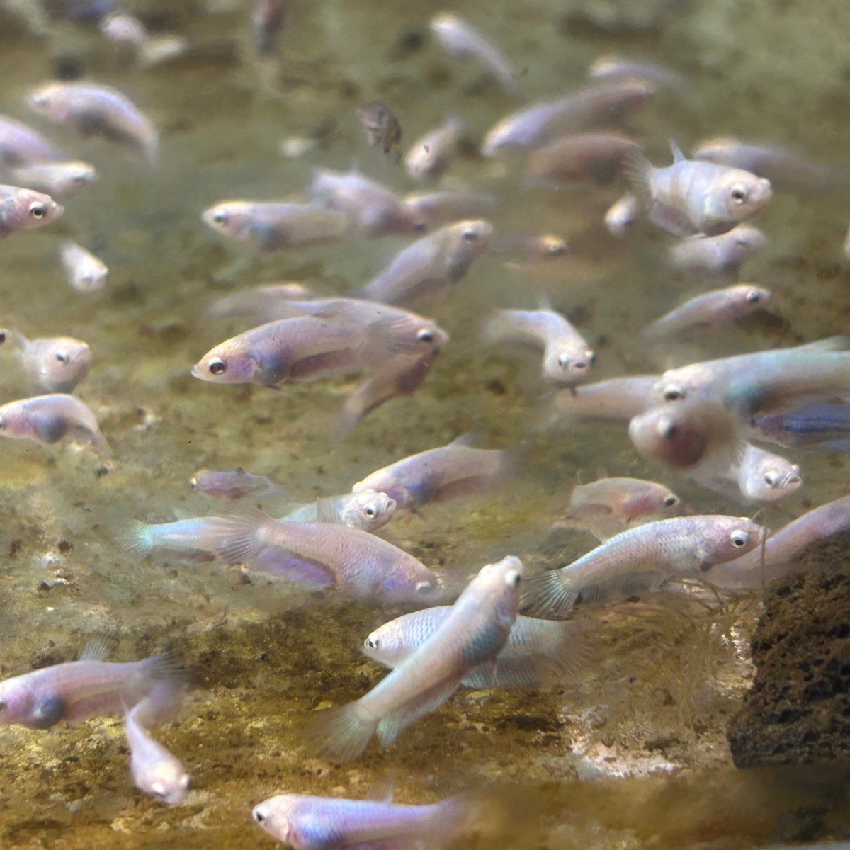 Baby Betta Purple Pink Halfmoon