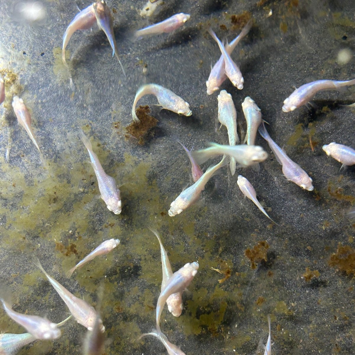 Baby Betta Purple Pink Halfmoon