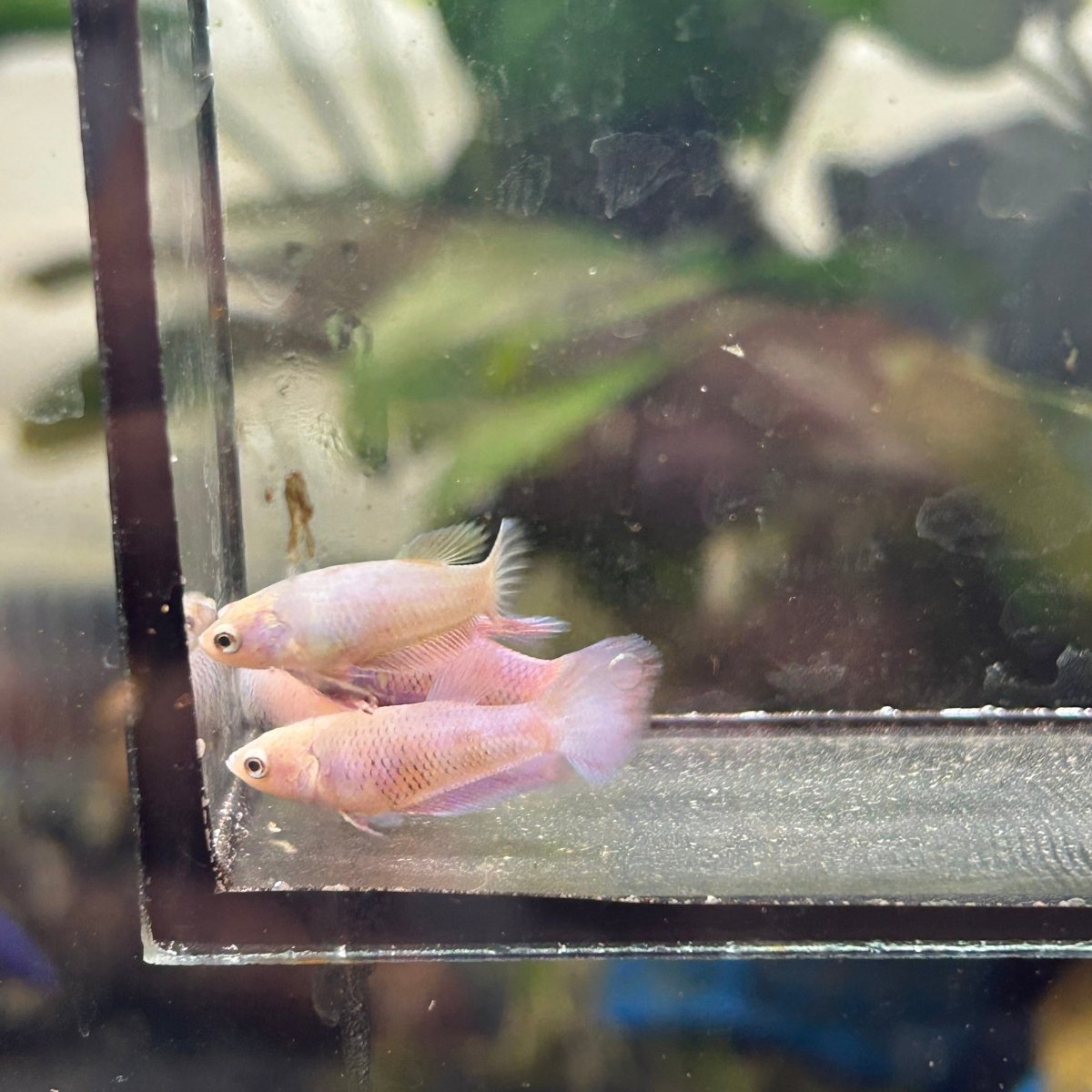 Baby Betta Purple Pink Halfmoon