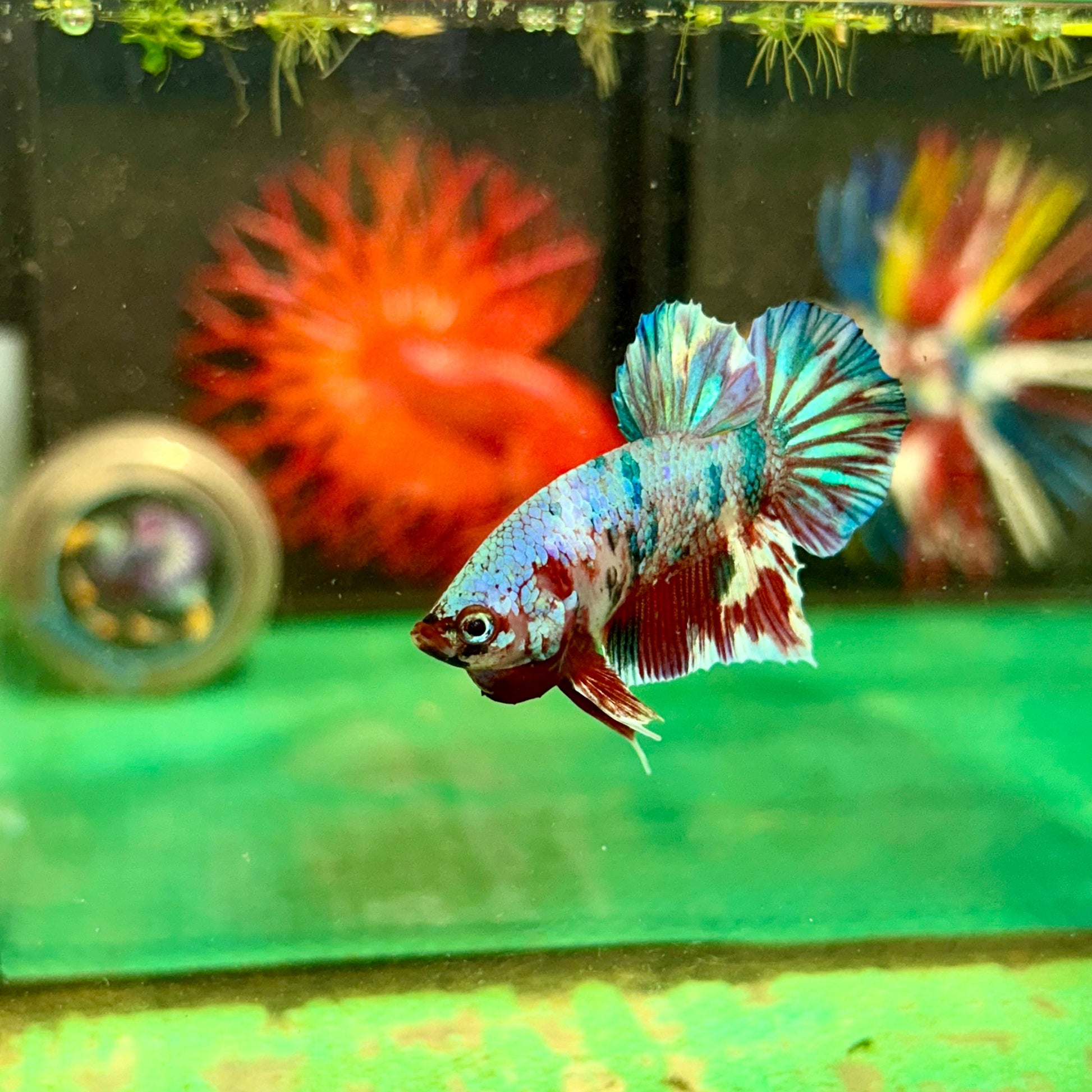 Barongsai Metallic Plakat - Male Betta 82