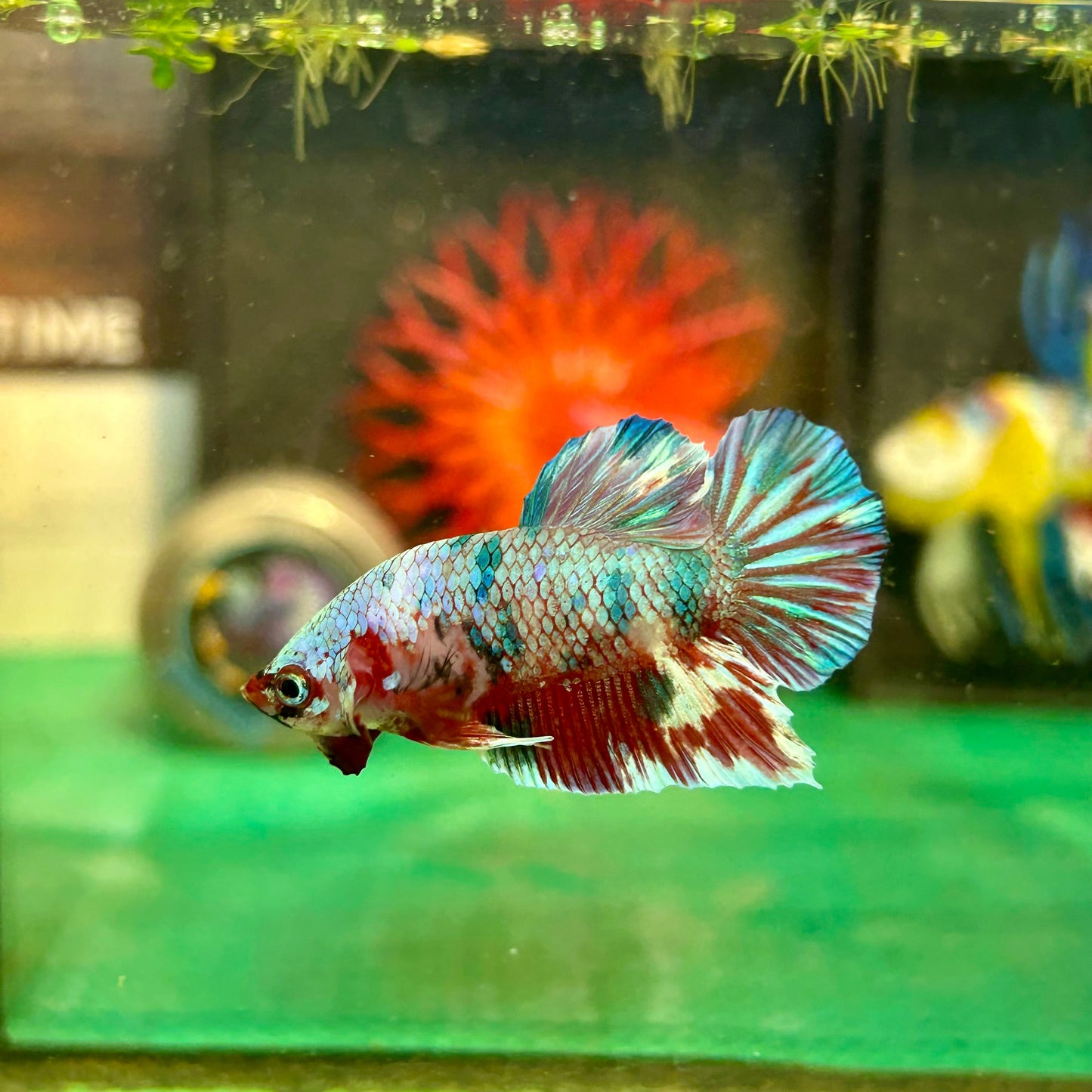 Barongsai Metallic Plakat - Male Betta 82