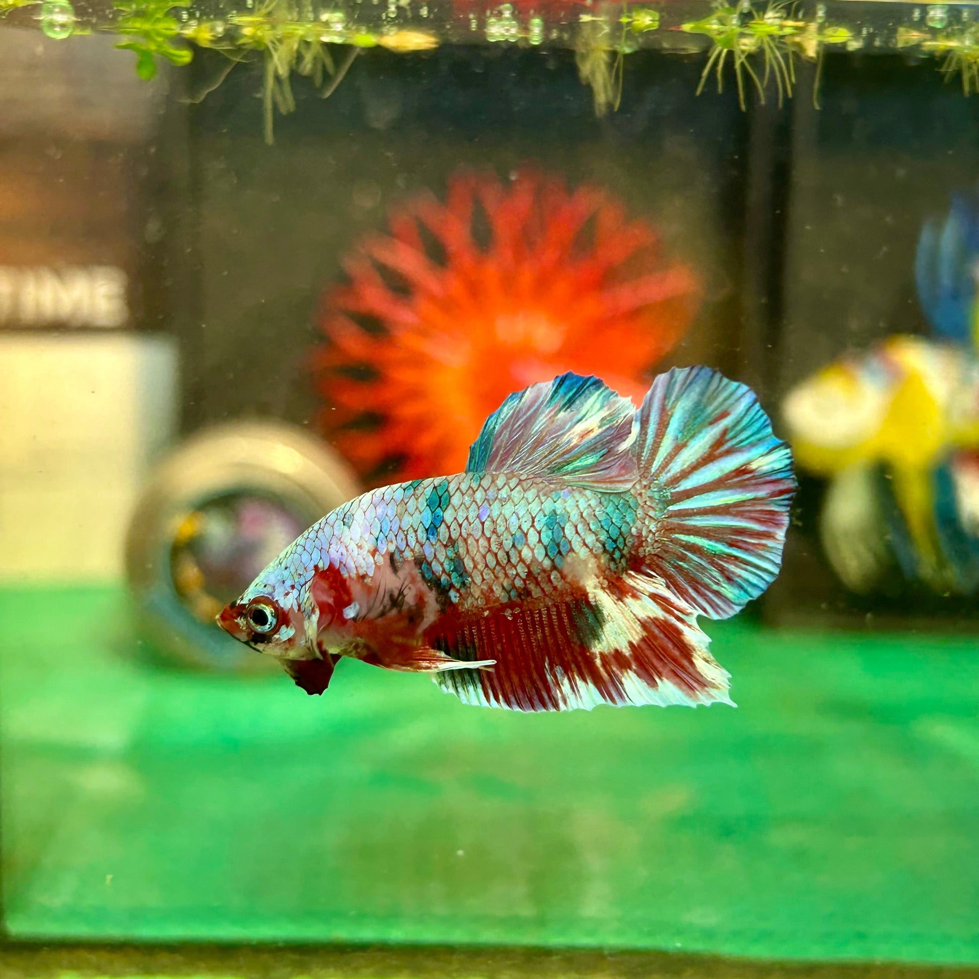 Barongsai Metallic Plakat - Male Betta 82