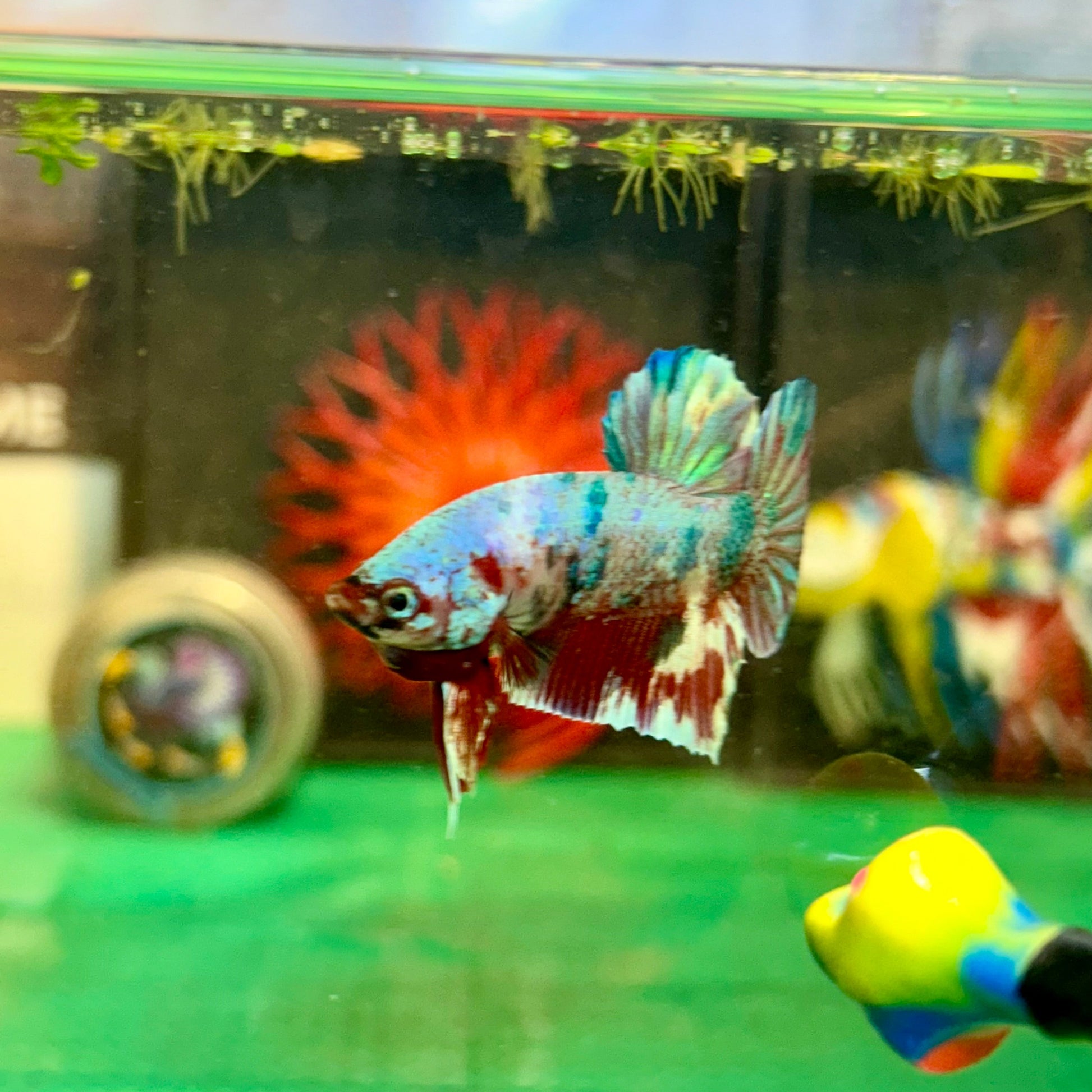 Barongsai Metallic Plakat - Male Betta 82